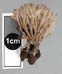 Attēlu rezultāti vaicājumam “Tremellodendropsis tuberosa”