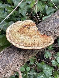 Attēlu rezultāti vaicājumam “Daedaleopsis confragosa”