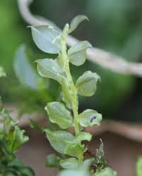 Attēlu rezultāti vaicājumam “Plagiomnium affine”