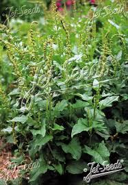 Attēlu rezultāti vaicājumam “Chenopodium bonus-henricus leaf”