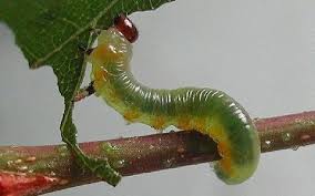 Attēlu rezultāti vaicājumam “Pristiphora maesta larva”