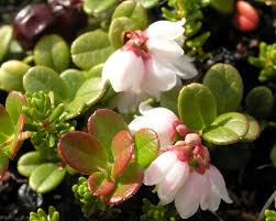 Attēlu rezultāti vaicājumam “Oxycoccus microcarpus leaf”