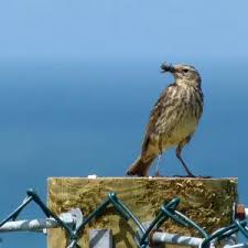 Attēlu rezultāti vaicājumam “Anthus petrosus adult”