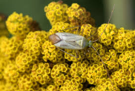 Attēlu rezultāti vaicājumam “Adelphocoris quadripunctatus imago”