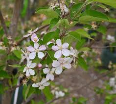 Attēlu rezultāti vaicājumam “Malus domestica flower”
