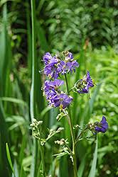 Attēlu rezultāti vaicājumam “Polemonium caeruleum”