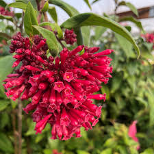 Attēlu rezultāti vaicājumam “Cribraria rubiginosa”