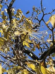 Attēlu rezultāti vaicājumam “Kalopanax septemlobus fruit”