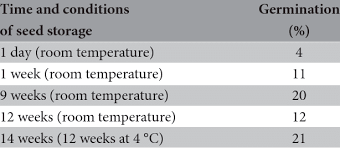 Attēlu rezultāti vaicājumam “Saussurea esthonica flower”