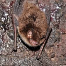 Attēlu rezultāti vaicājumam “Myotis daubentonii”