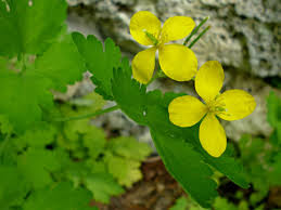 Attēlu rezultāti vaicājumam “Chelidonium majus flower”