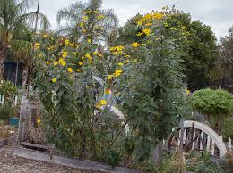 Attēlu rezultāti vaicājumam “Helianthus tuberosus”