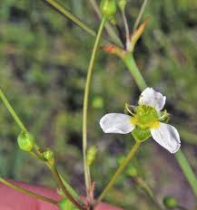 Attēlu rezultāti vaicājumam “Alisma plantago-aquatica flower”