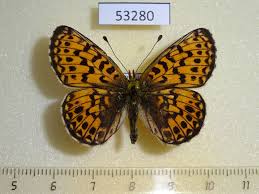 Attēlu rezultāti vaicājumam “Clossiana euphrosyne”