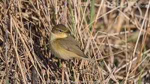 Attēlu rezultāti vaicājumam “Phylloscopus collybita”