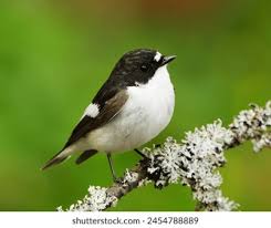 Attēlu rezultāti vaicājumam “Ficedula hypoleuca male”