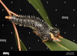 Attēlu rezultāti vaicājumam “Euura brevicornis larva”