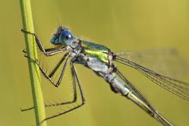 Attēlu rezultāti vaicājumam “Lestes dryas”