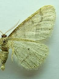 Attēlu rezultāti vaicājumam “Agriopis marginaria”