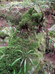 Attēlu rezultāti vaicājumam “Pogonatum nanum macro”