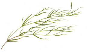 Attēlu rezultāti vaicājumam “Potamogeton rutilus”