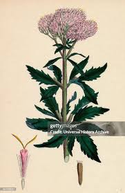 Image result for Eupatorium cannabinum