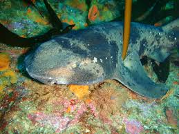 Image result for Cephaloscyllium laticeps