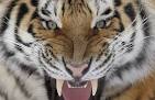 Siberian Tiger | Miss Rosen