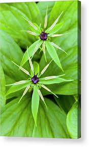 Attēlu rezultāti vaicājumam “Paris quadrifolia”