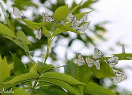 Attēlu rezultāti vaicājumam “Aporia crataegi pupa”