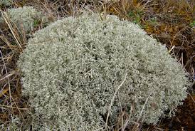 Attēlu rezultāti vaicājumam “Cladonia mitis”