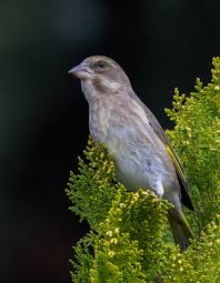Attēlu rezultāti vaicājumam “Chloris chloris female”