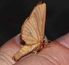 Attēlu rezultāti vaicājumam “Ptilodon capucina imago”