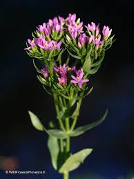 Attēlu rezultāti vaicājumam “Centaurium erythraea bud”