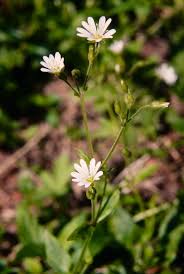 Attēlu rezultāti vaicājumam “Cerastium sylvaticum”