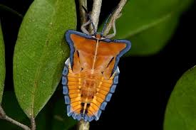 Attēlu rezultāti vaicājumam “Insecta”