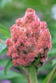 Attēlu rezultāti vaicājumam “Rhus typhina flower”