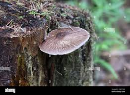 Attēlu rezultāti vaicājumam “Pluteus umbrosus”