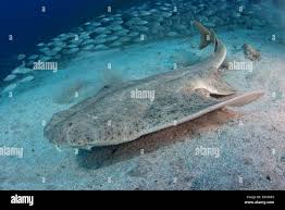 Image result for Squatina squatina