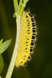 Attēlu rezultāti vaicājumam “Craniophora ligustri larva”