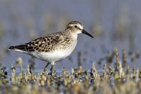 Image result for Calidris minutilla