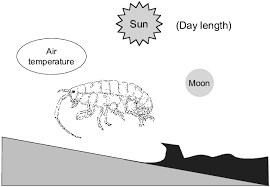 Attēlu rezultāti vaicājumam “Talitrus saltator”