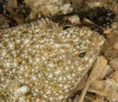 Image result for Parophrys vetulus