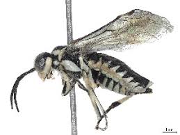 Attēlu rezultāti vaicājumam “Rhogogaster picta”