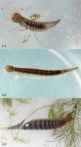 Attēlu rezultāti vaicājumam “Leiodidae larva”