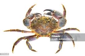 Image result for Eriphia verrucosa