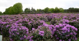 Attēlu rezultāti vaicājumam “Rhododendron catawbiense”
