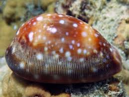 Attēlu rezultāti vaicājumam “Cribraria martinii macro”