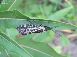 Attēlu rezultāti vaicājumam “Phryganeidae”