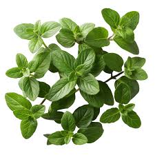 Attēlu rezultāti vaicājumam “Thymus serpyllum leaf”